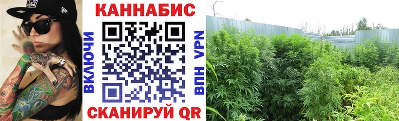 Купить закладки  Новотитаровская  Бошки марихуана планчик 